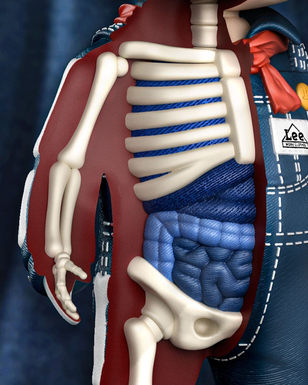 Torso close-up showing dissected side with ribs and blue denim organs beside denim overalls and red scarf.